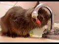 Sink Cat and the Amazing Purr