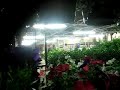 picadientes de cabora en tucson