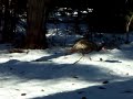 turkeys in the  place