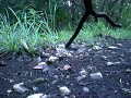 Video of rattlesnake on mountain bike trail