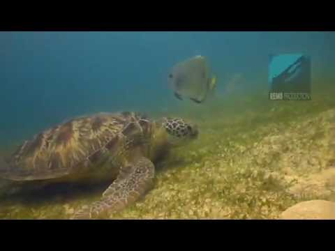 See video