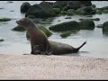 ISLAS GAL�PAGOS BY GERYAN