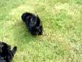 Affenpinscher