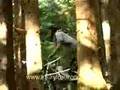 Forest Wipeout (Mountain Bike Wipeout Video - no gore)