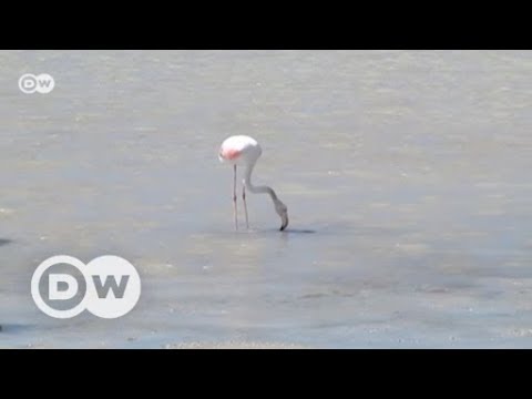 Spanien: Flamingos gegen Massentourismus auf Ibiza  ...