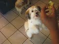 Sprinkle cupcakes for the dogs.