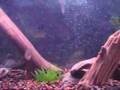 125gallon Cichilid tank