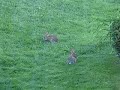 Cottontail Rabbits Cottontail Rabbits