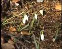 Galanthus nivalis L. - Bucaneve Galanthus nivalis L. - Bucaneve