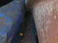 Funnel web spider catchs grub