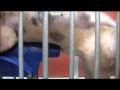 SAFEMATE - Boar Semen Manual Collection by IMV Technologies