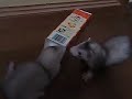 ベビフェレの共同作業