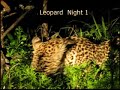 Leopard kills Python - Djuma South Africa