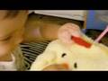 videos de alma and her chicken-trolley
