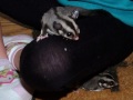 Click here to watch this video Kenshi & Kamiya ( My two Joey Sugar Gliders )