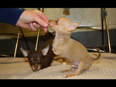 chihuahua