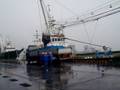 Hachinohe Fish Unloading