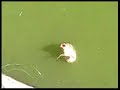 Joelasus - Pesca con Ventura