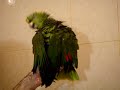 Dani , My Yellow-naped Amazon taking a bath ;)