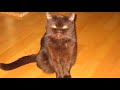Cliquez pour voir la vid�o