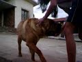 Shar pei  CH.Kioma Smeagol e Amanda