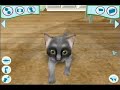 catz on ds