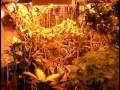Amsterdam Cannabis Culture by AdventuresInEurope.com