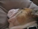 Dog Snoring