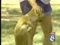 Faith The Two Legged Dog