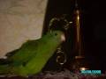 videos de foto de juin 2007
