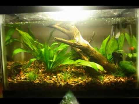 how to fertilize amazon sword