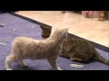 Introducing Bengal cat to a new kitten for first time in Orpington