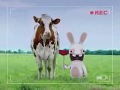 Rayman Rabbits