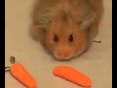 Chomik chomik