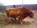 VIDURA GETS HIS BACK SCRATCHED.