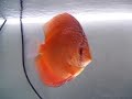mes discus phong mes discus phong