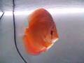mes-discus-phong