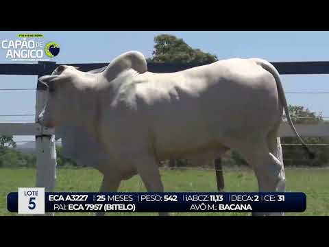 2 DE OLHO NA FAZENDA CAPO DO ANGICO