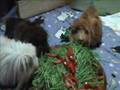 Guinea Pig Salad Bar