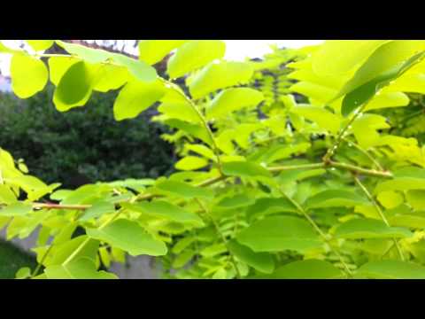 how to transplant gymea lily