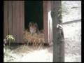 videos de The Dingo Took My Baby!