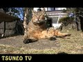 ツネオキック2008