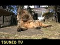 ツネオキック2008