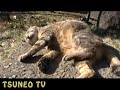 ツネオキック2008