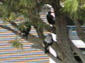 Singing Magpie Family Singing Magpie Family