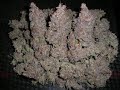 Gold Seal Collection, by Next Generation Seed Company Gold Seal Collection, by Next Generation Seed Company