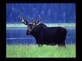 Beautiful Wilderness Slideshow
