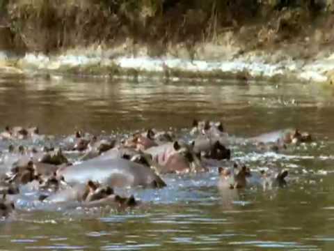 Animal Weapons: Episode 3 - Armed to the Teeth