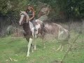MY PINTO STALLION \"UNION\"...HE IS JUST THE BEST