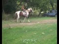 MY PINTO STALLION UNION...HE IS JUST THE BEST